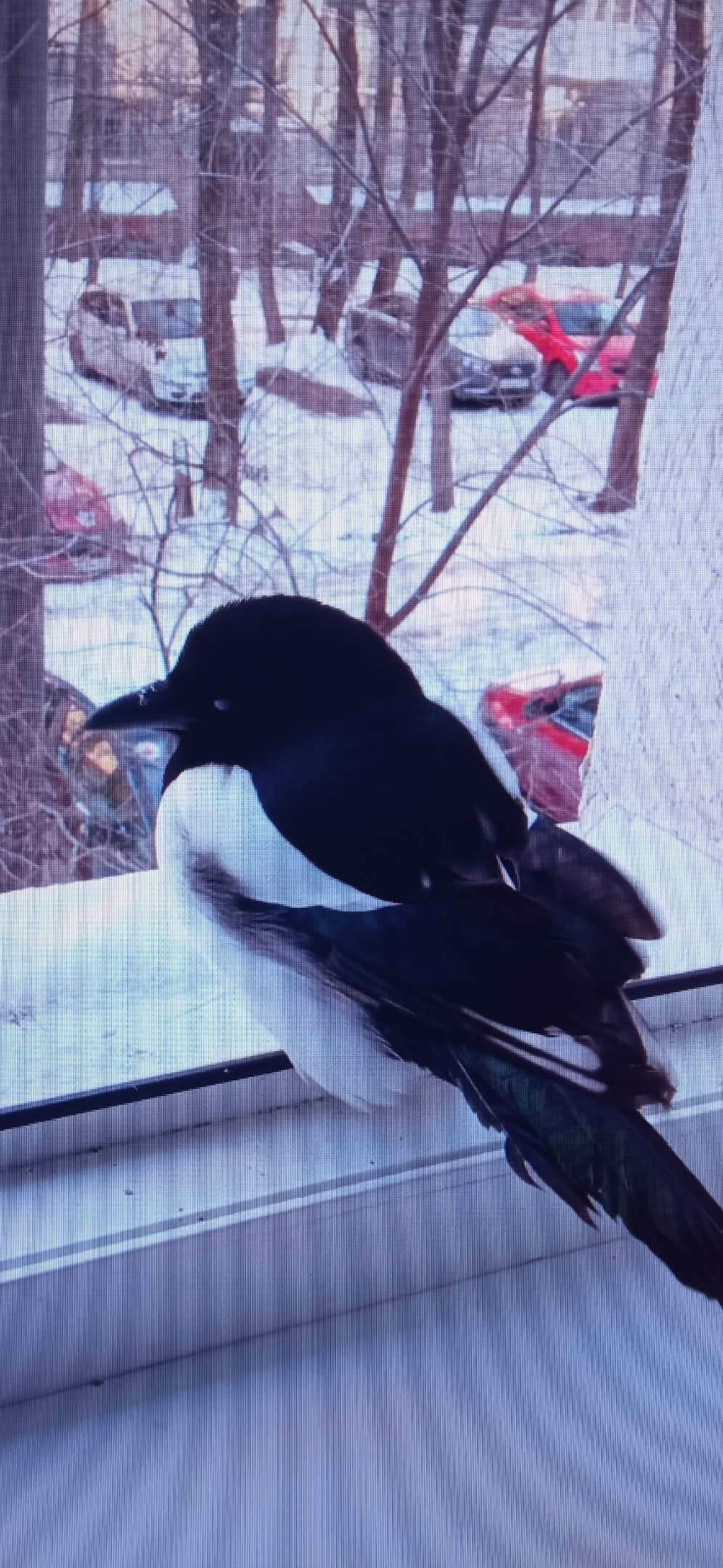 Пропала собака в Воронеже — фото объявления