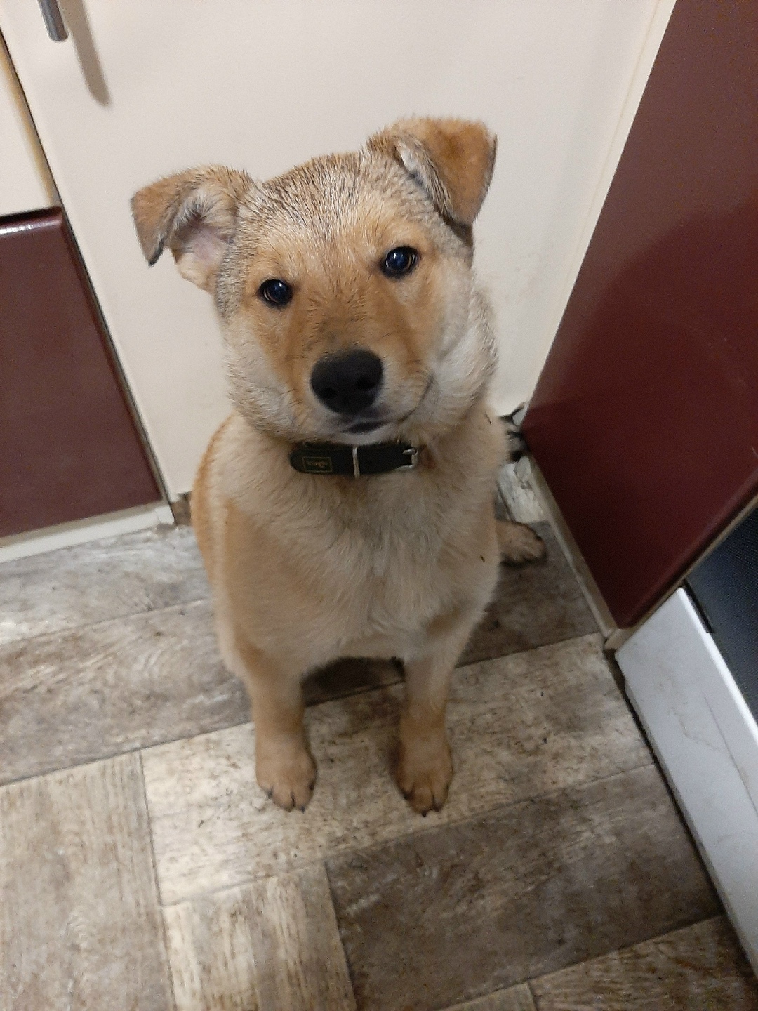 Пропала собака в Воронеже — фото объявления