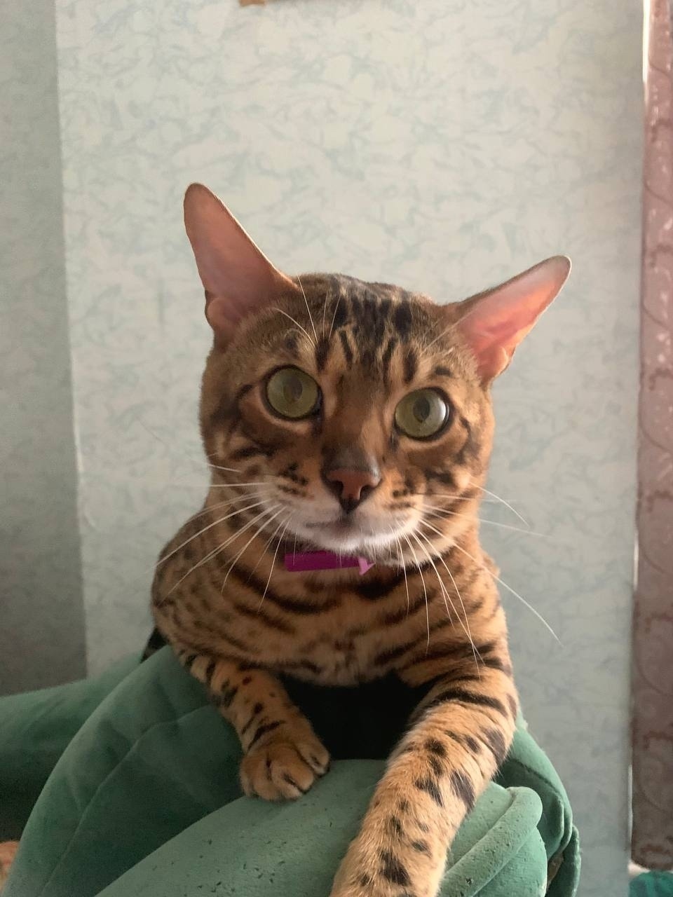 Пропала кошка в Воронеже — фото объявления