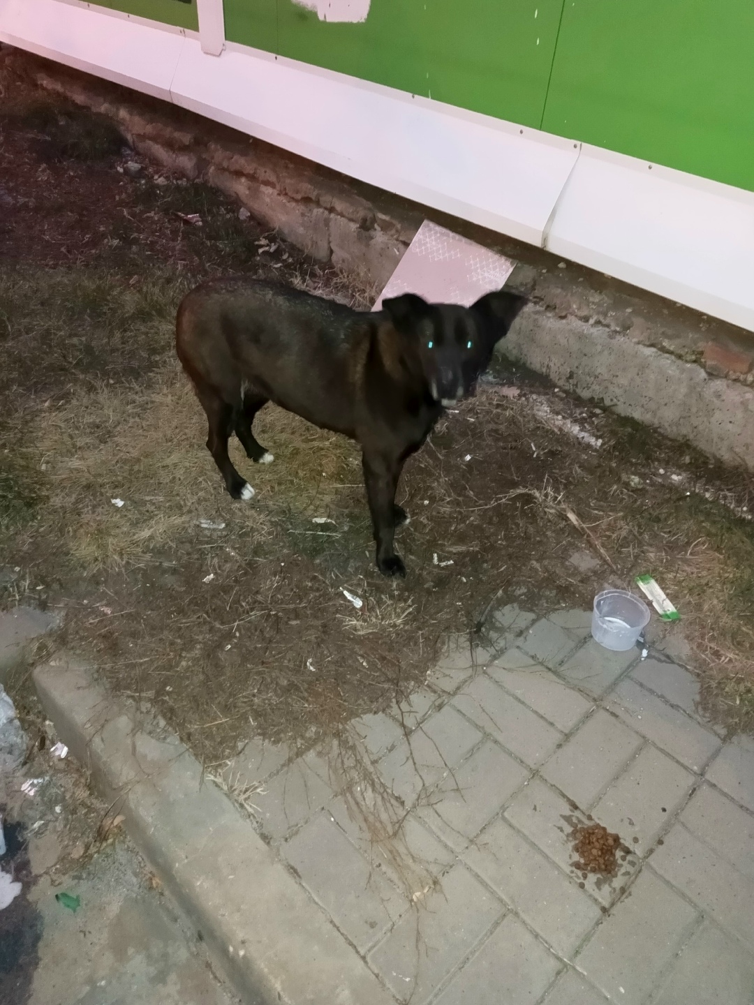 Пропала собака в Воронеже — фото объявления