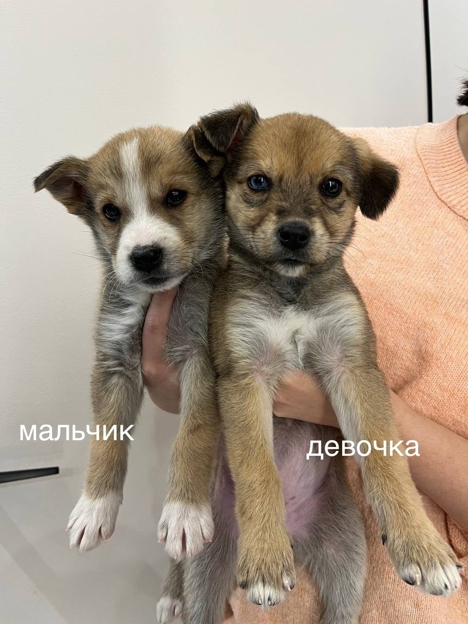 Найдена собака в Воронеже — фото объявления