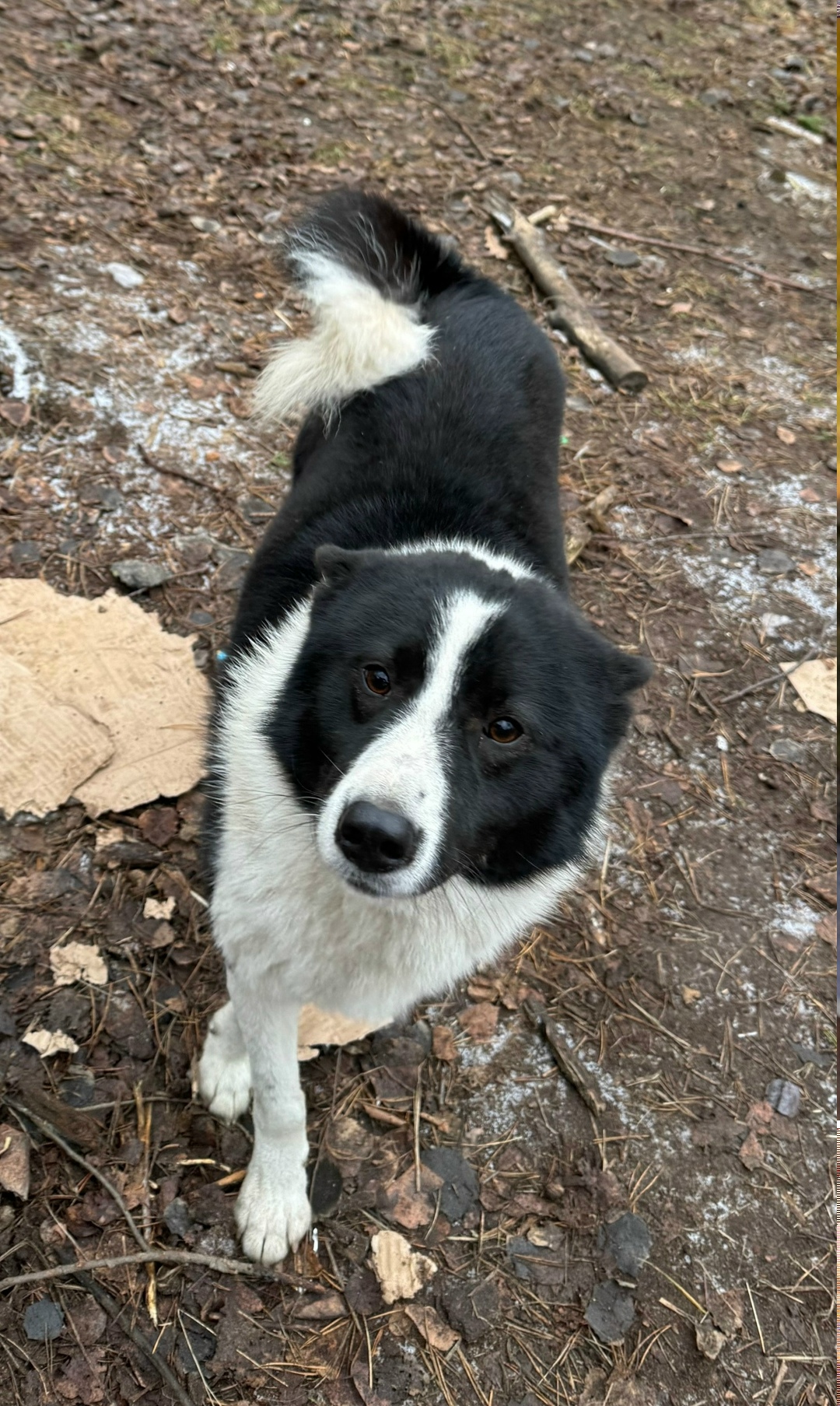 Пропала собака в Воронеже — фото объявления