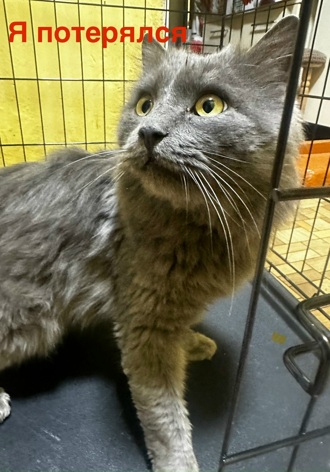 Найдена кошка в Воронеже — фото объявления