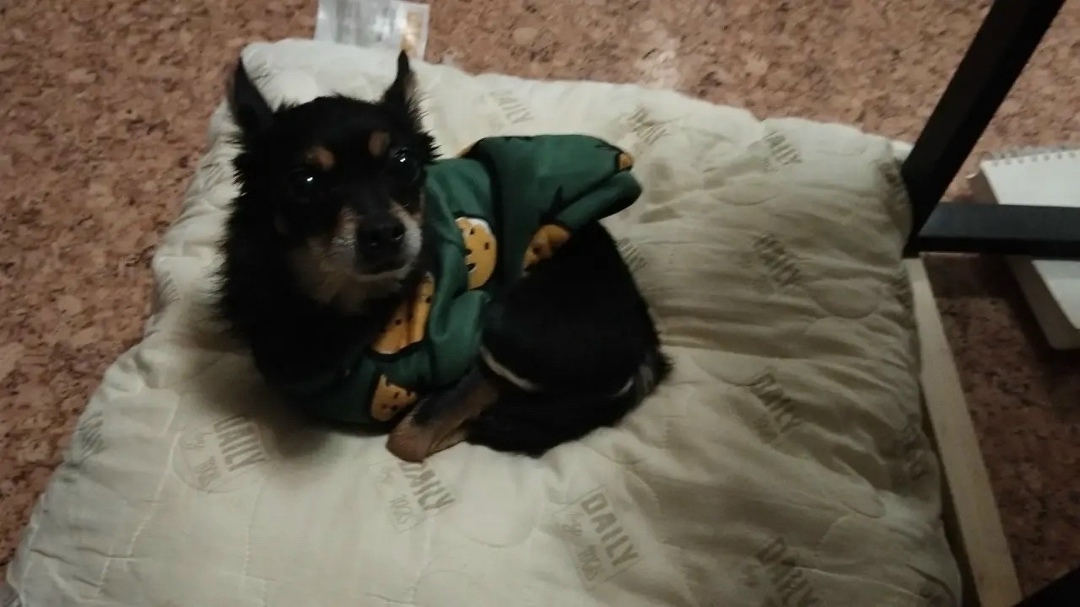 Найдена собака в Воронеже — фото объявления