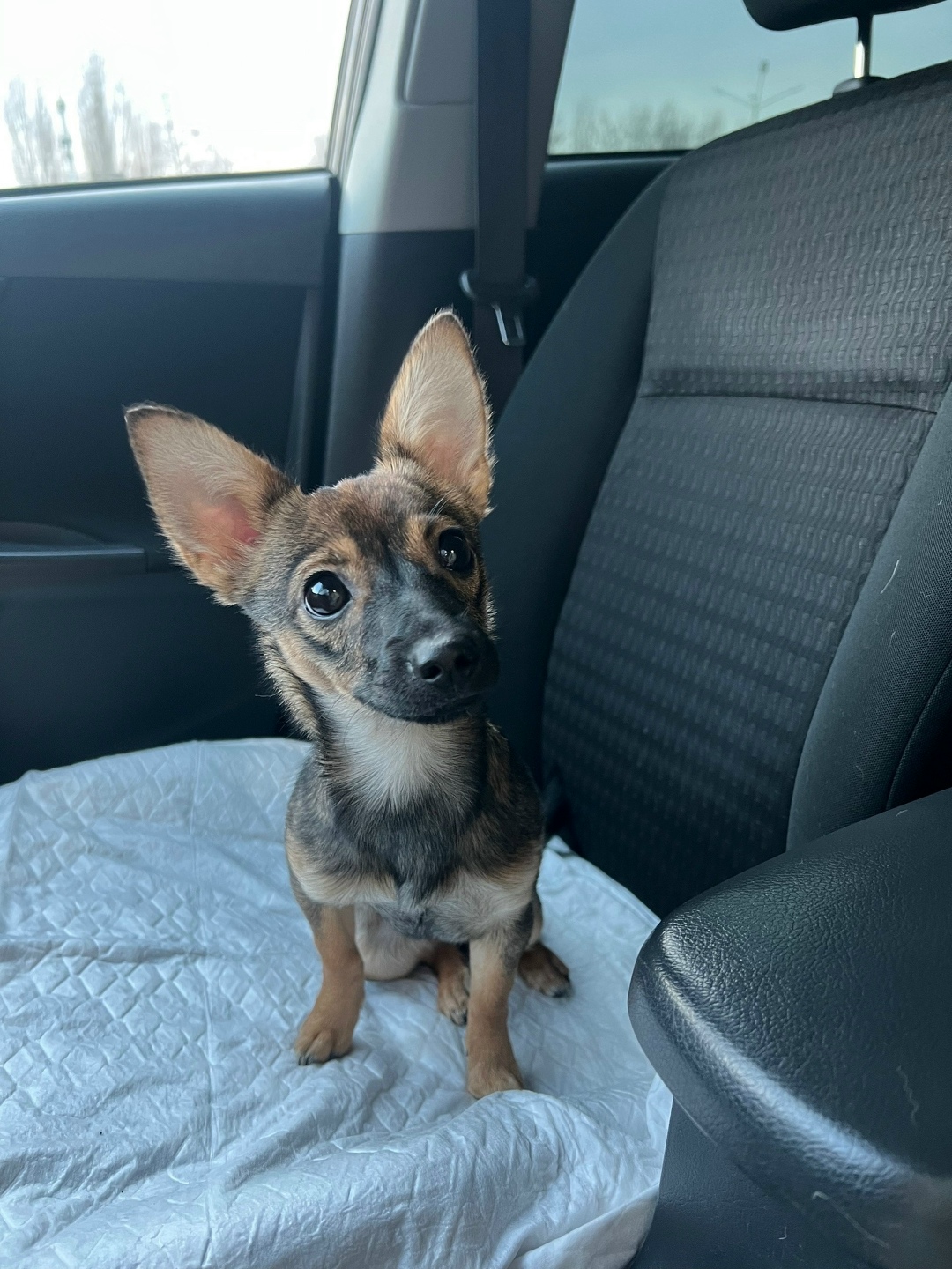 Найдена собака в Воронеже — фото объявления
