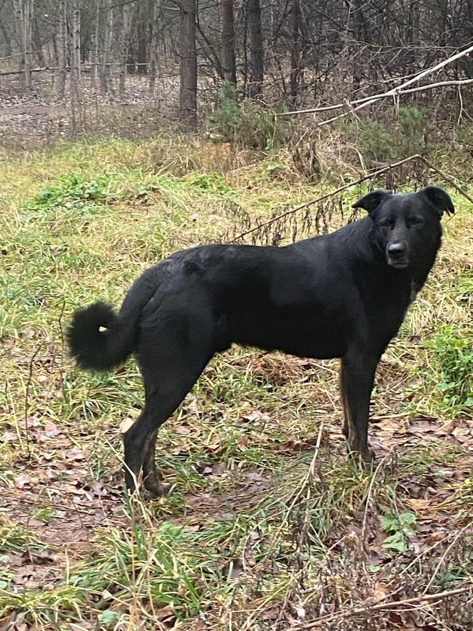 Пропала собака в Воронеже — фото объявления