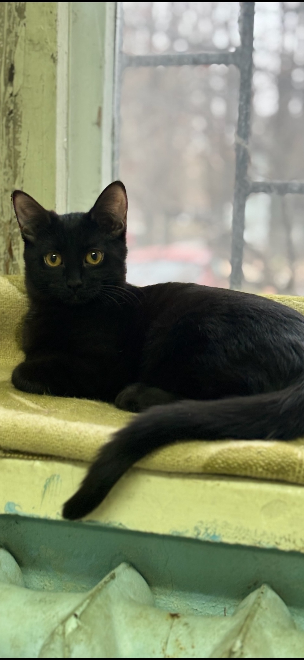 Пропала собака в Воронеже — фото объявления