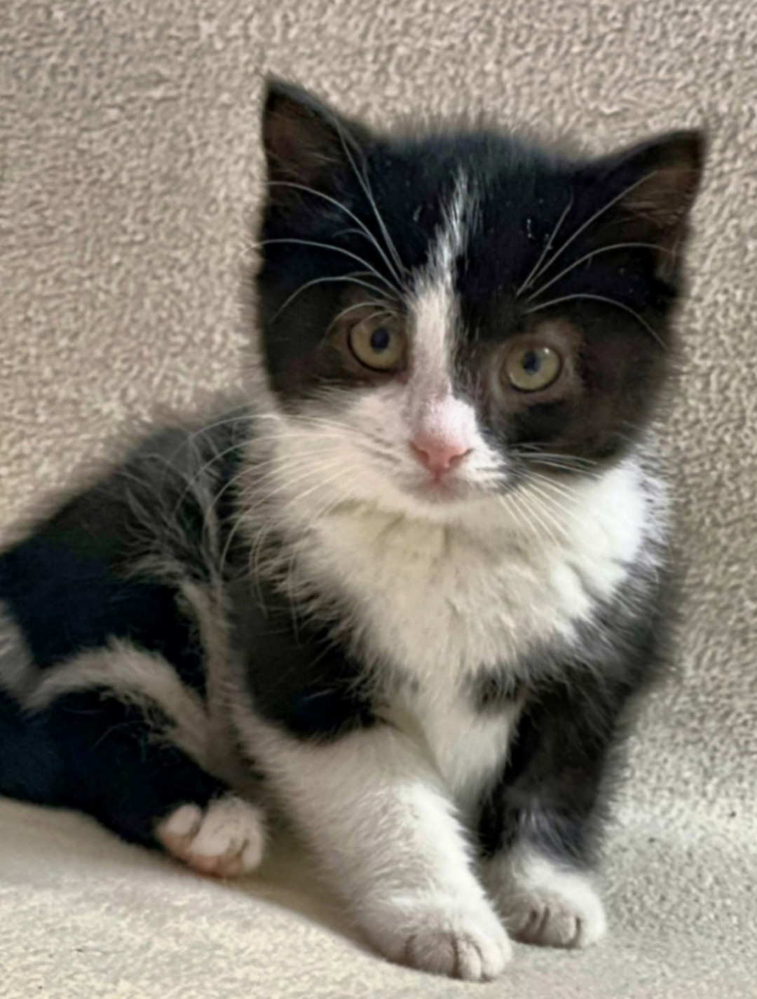 Найдена кошка в Воронеже — фото объявления