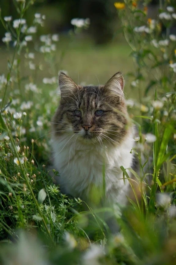 Пропала собака в Воронеже — фото объявления