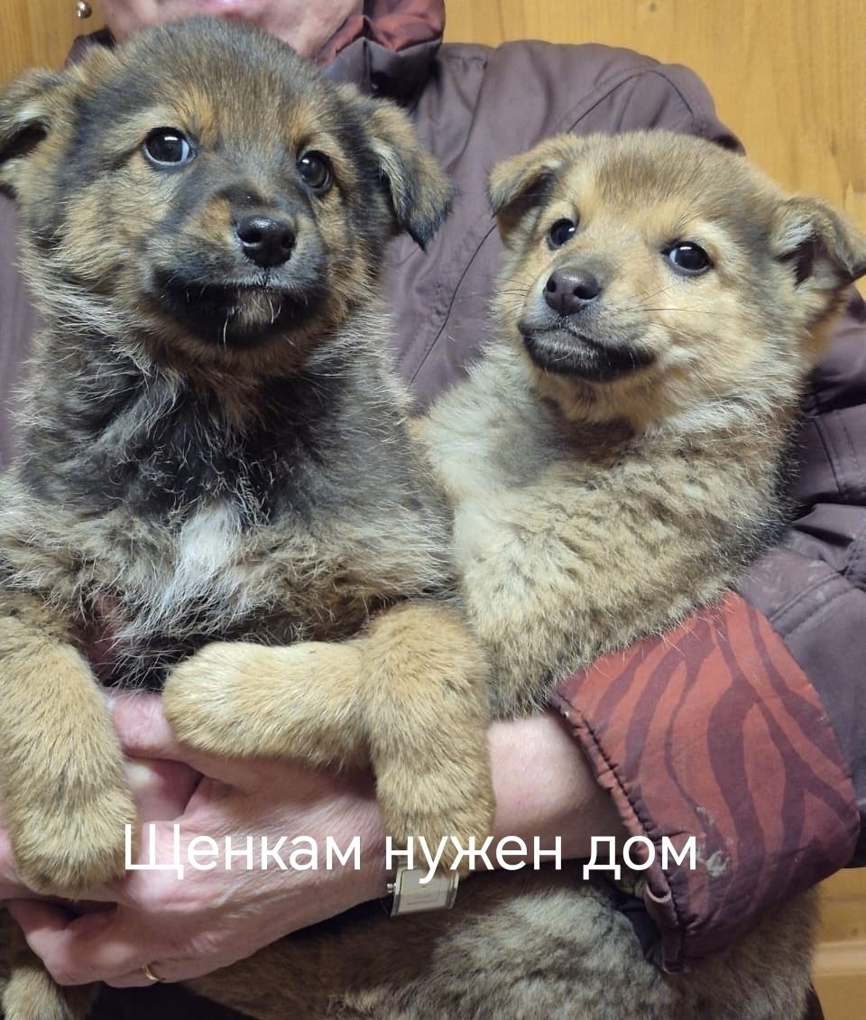 Найдена собака в Воронеже — фото объявления