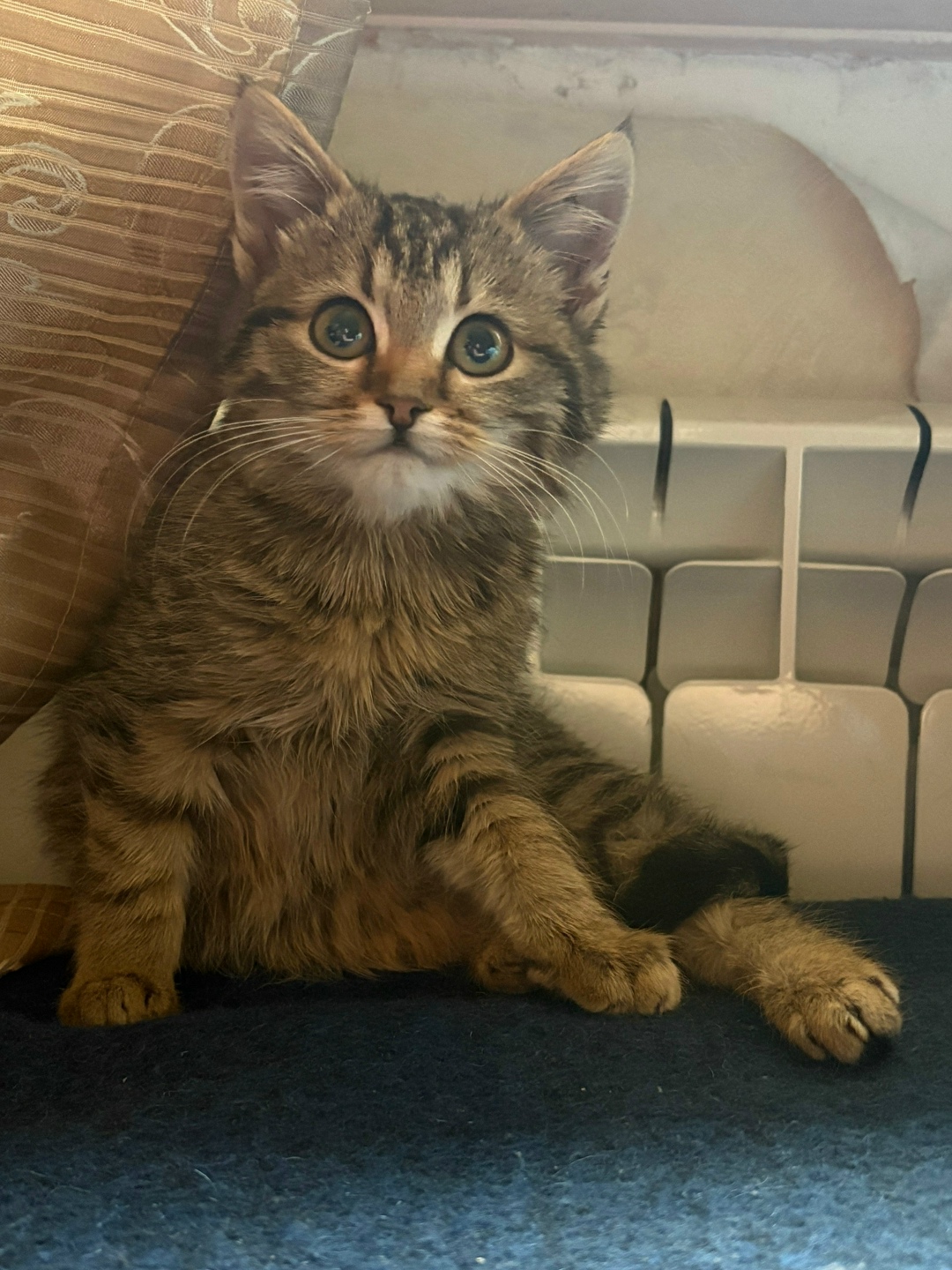 Пропала кошка в Воронеже — фото объявления