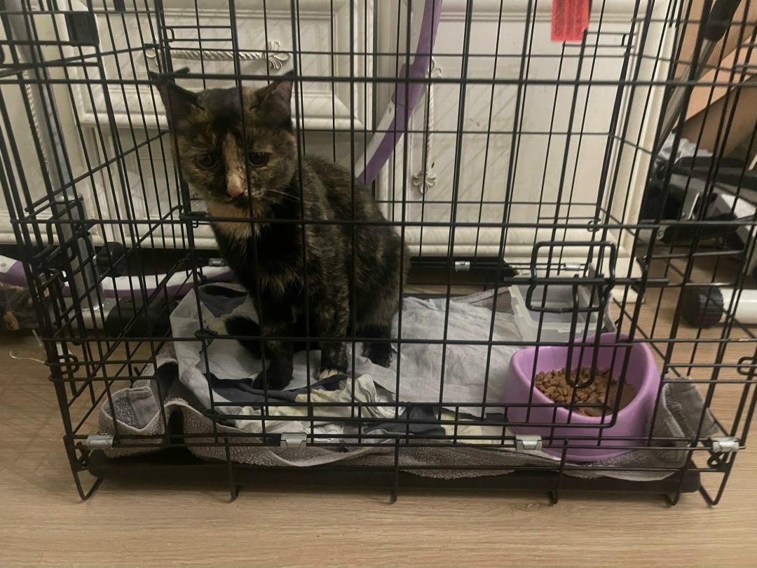 Пропала кошка в Воронеже — фото объявления