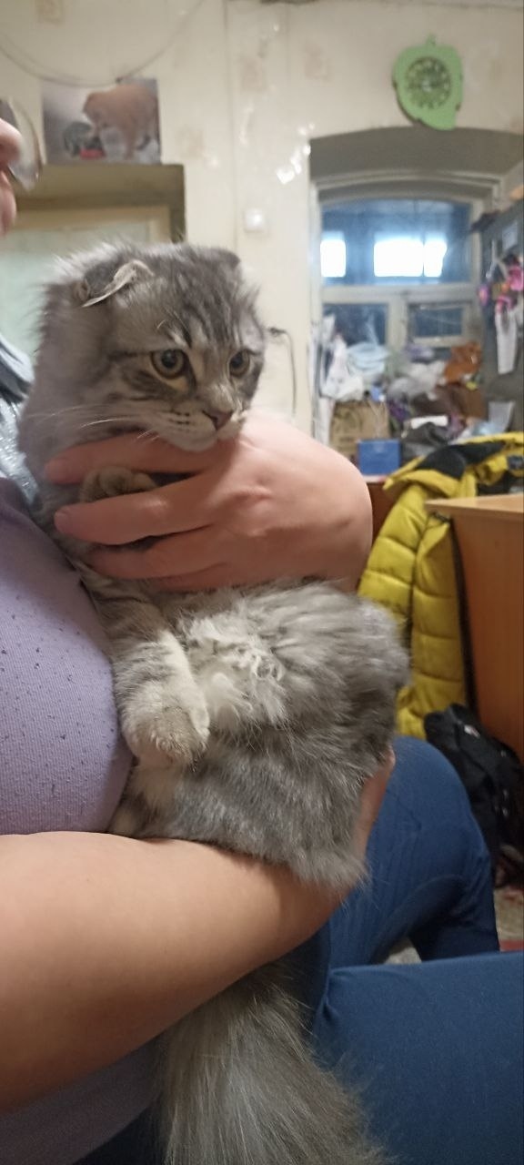 Найдена кошка в Воронеже — фото объявления