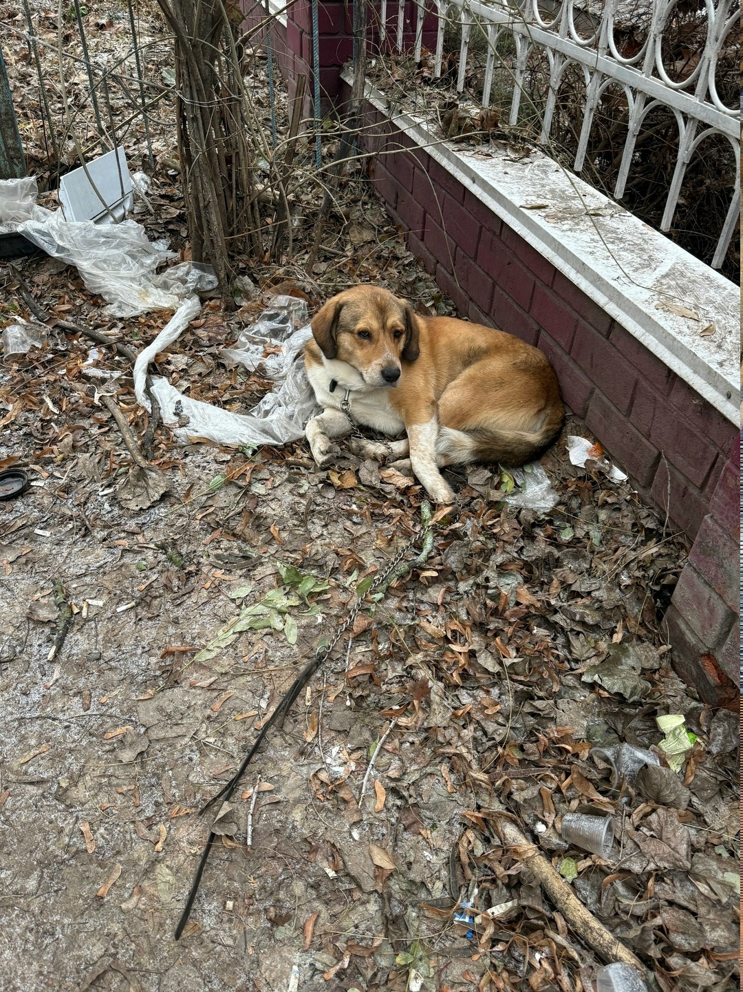 Пропала собака в Воронеже — фото объявления
