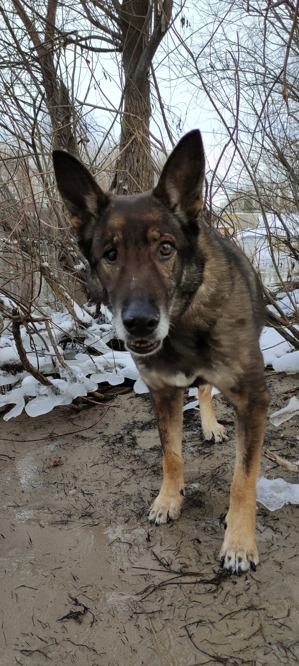 Найдена собака в Воронеже — фото объявления