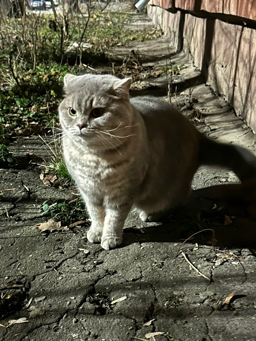 Пропала кошка в Воронеже — фото объявления