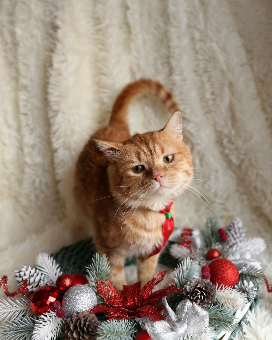 Найдена кошка в Воронеже — фото объявления