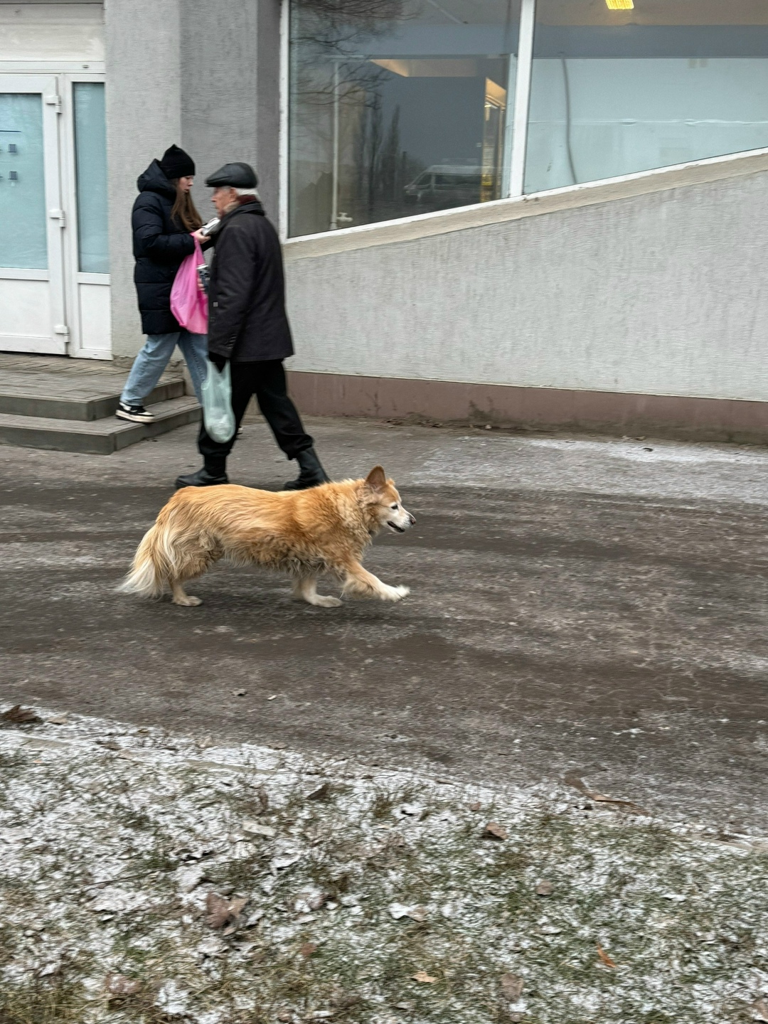 Пропала собака в Воронеже — фото объявления