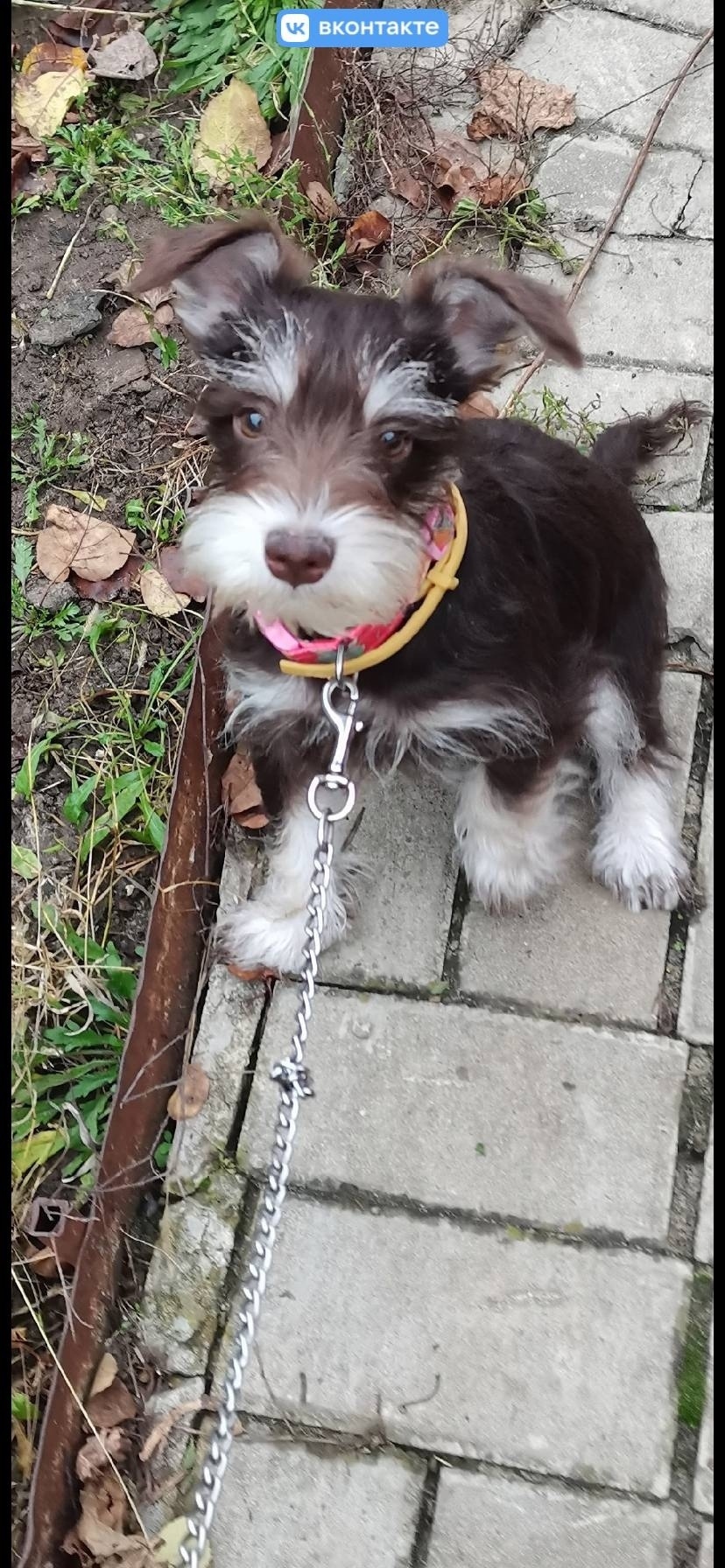Пропала собака в Воронеже — фото объявления