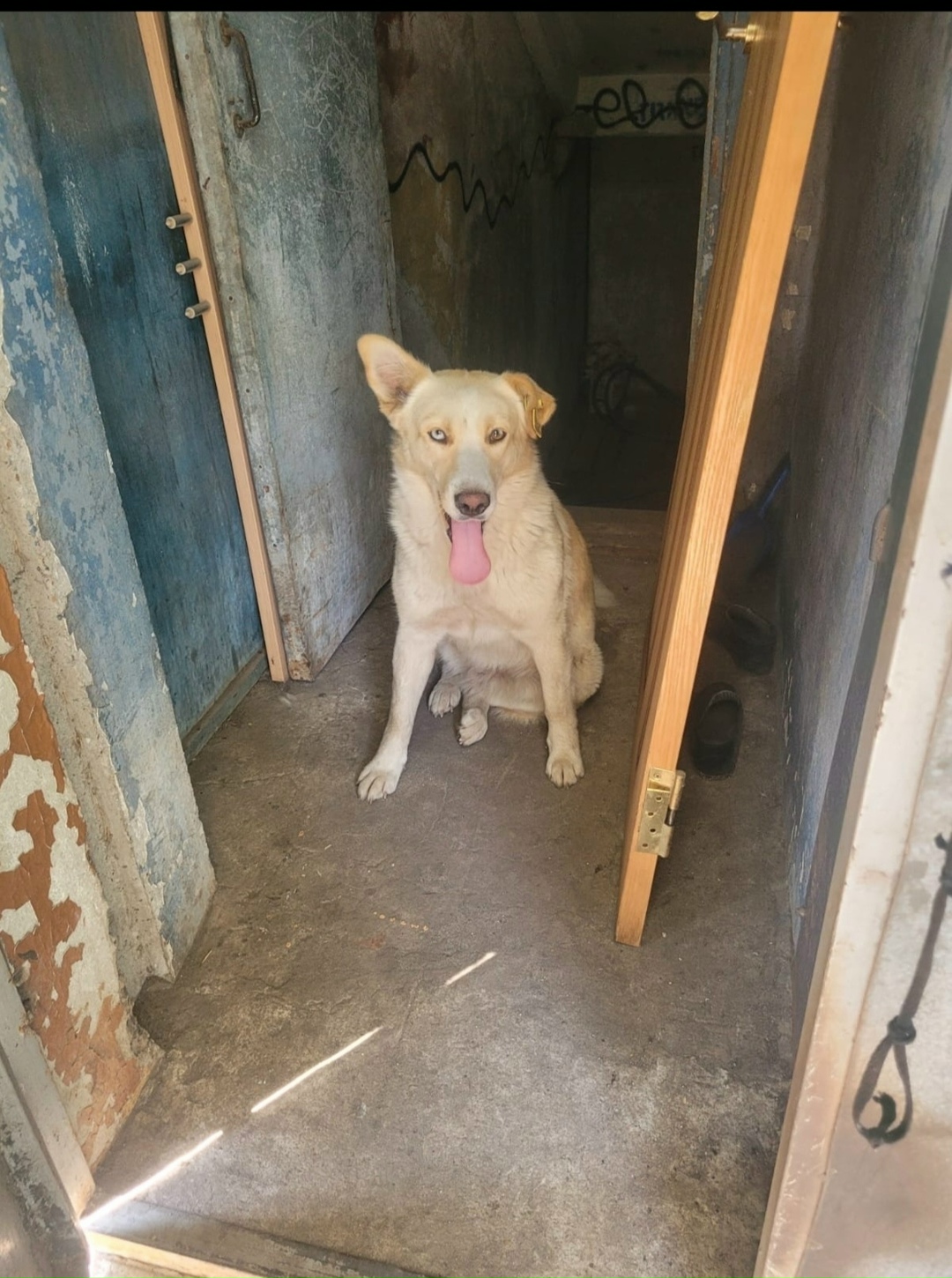 Пропала собака в Воронеже — фото объявления