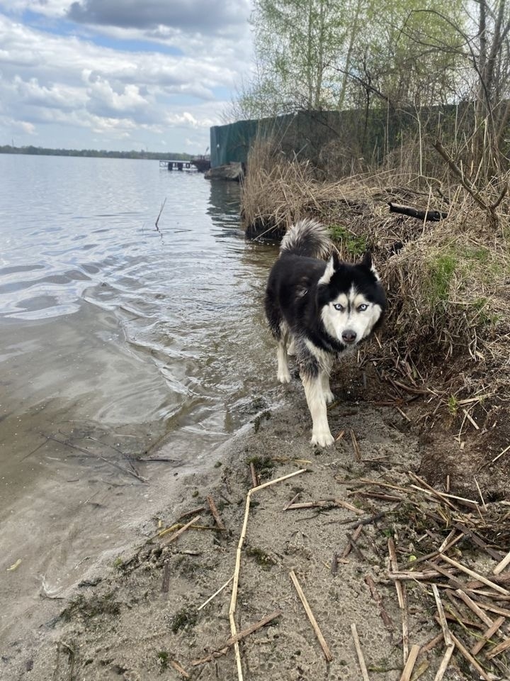 Пропала собака в Воронеже — фото объявления
