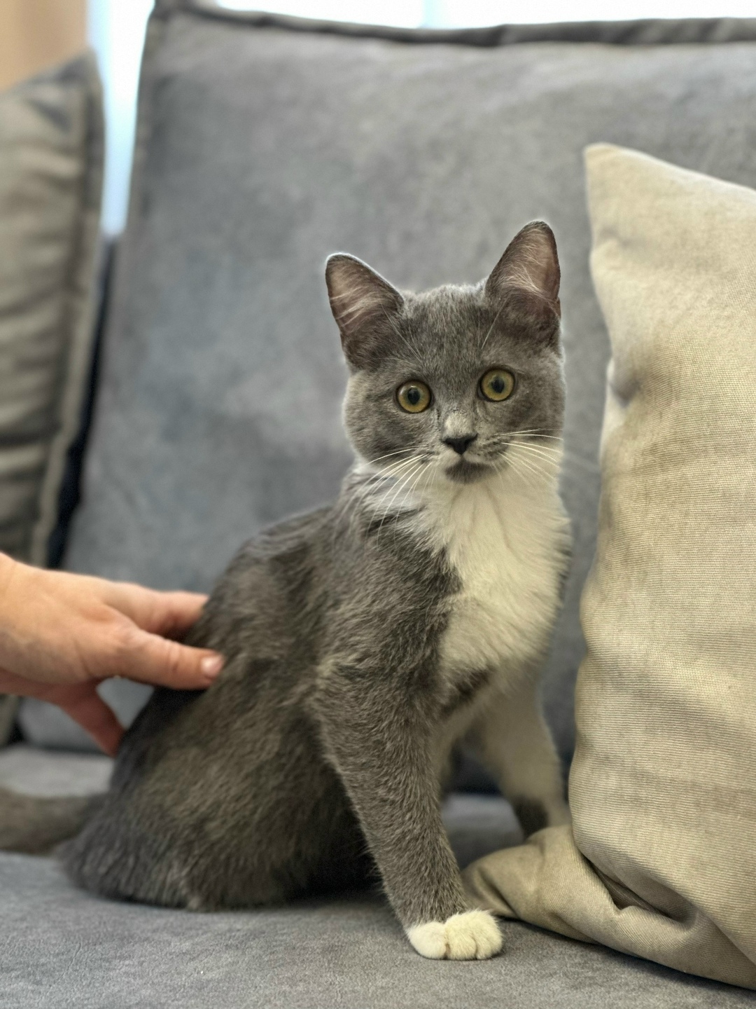 Найдена кошка в Воронеже — фото объявления