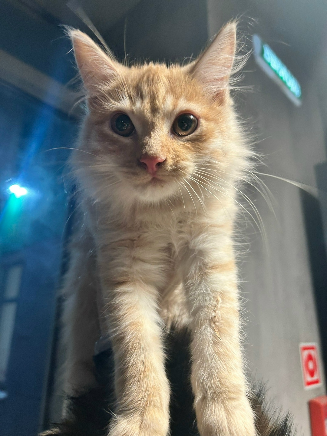 Найдена кошка в Воронеже — фото объявления