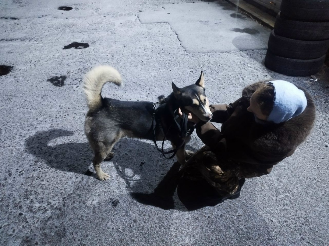 Найдена собака в Воронеже — фото объявления