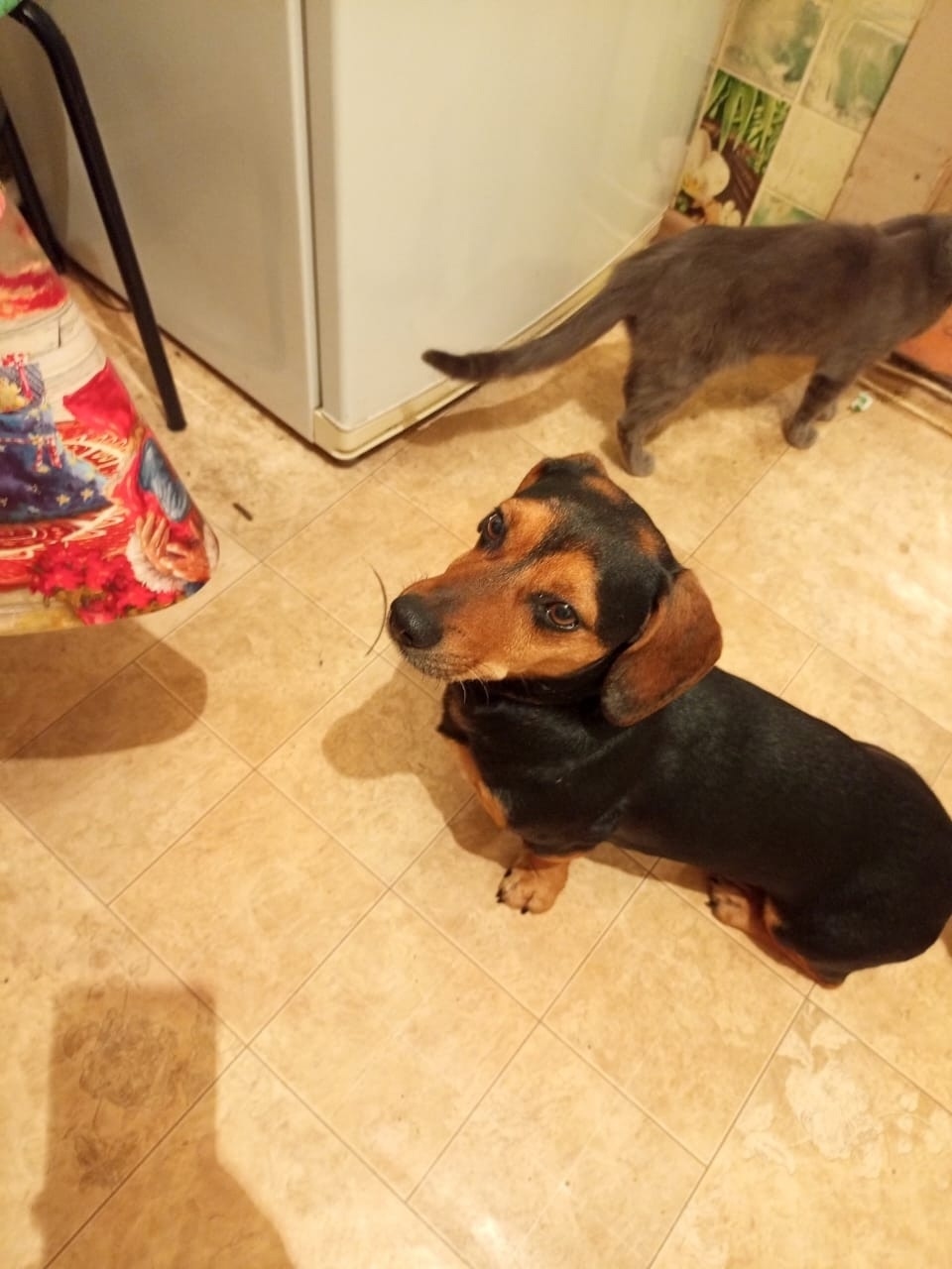 Пропала собака в Воронеже — фото объявления