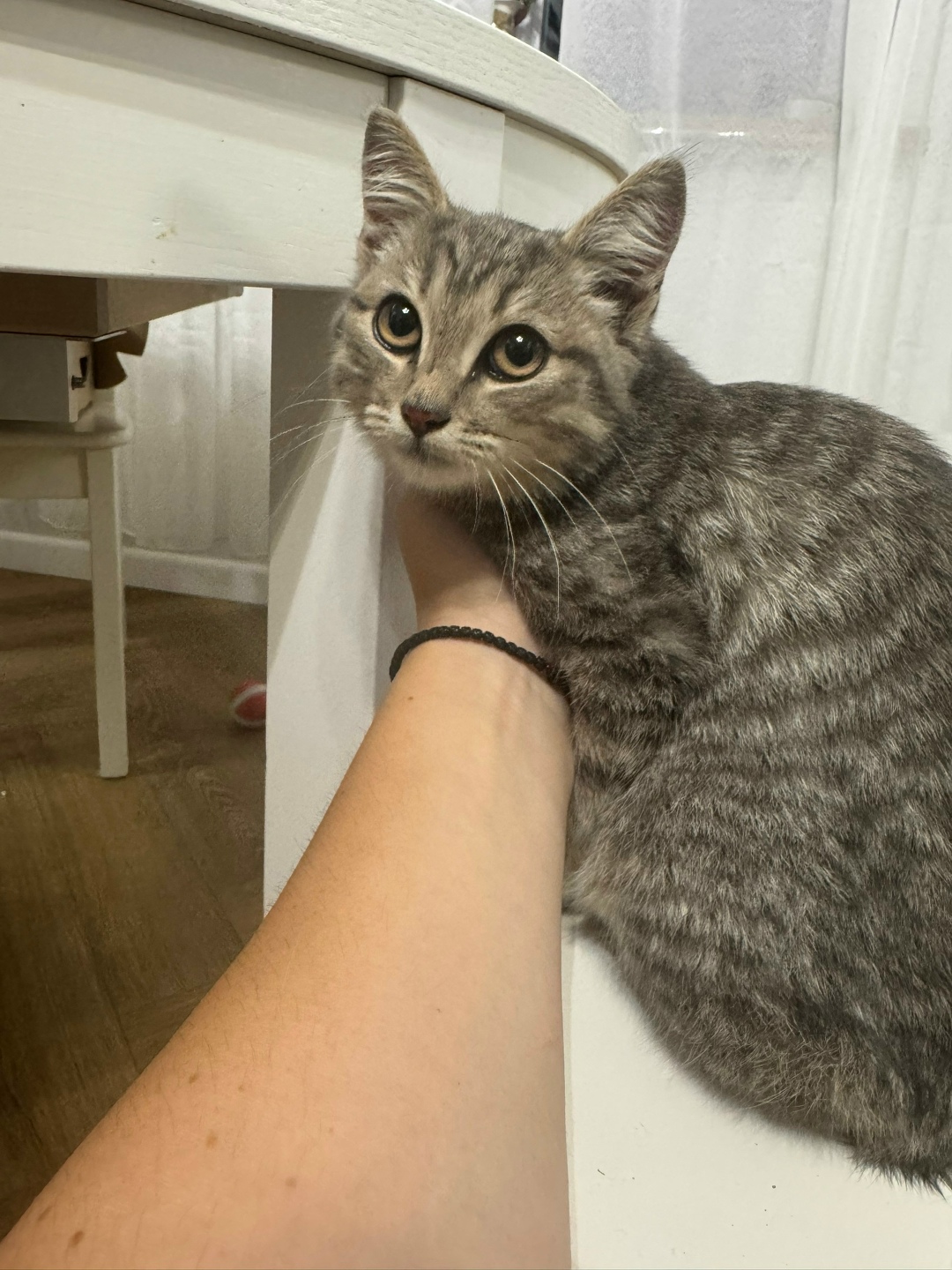 Пропала кошка в Воронеже — фото объявления