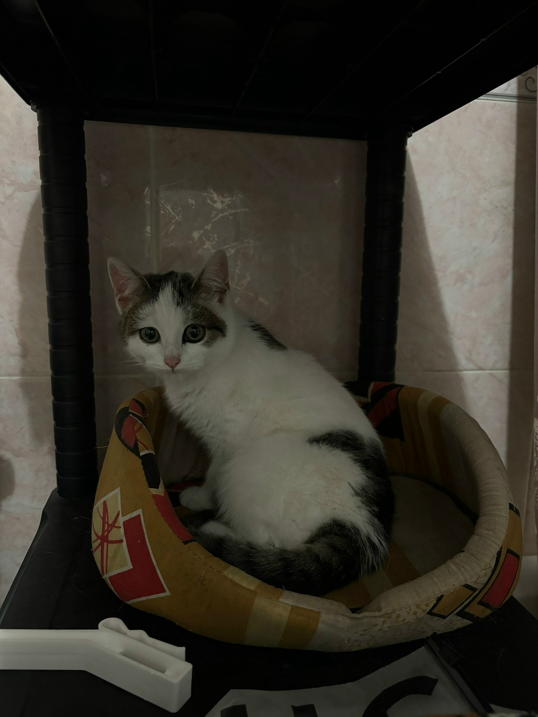 Пропала кошка в Воронеже — фото объявления