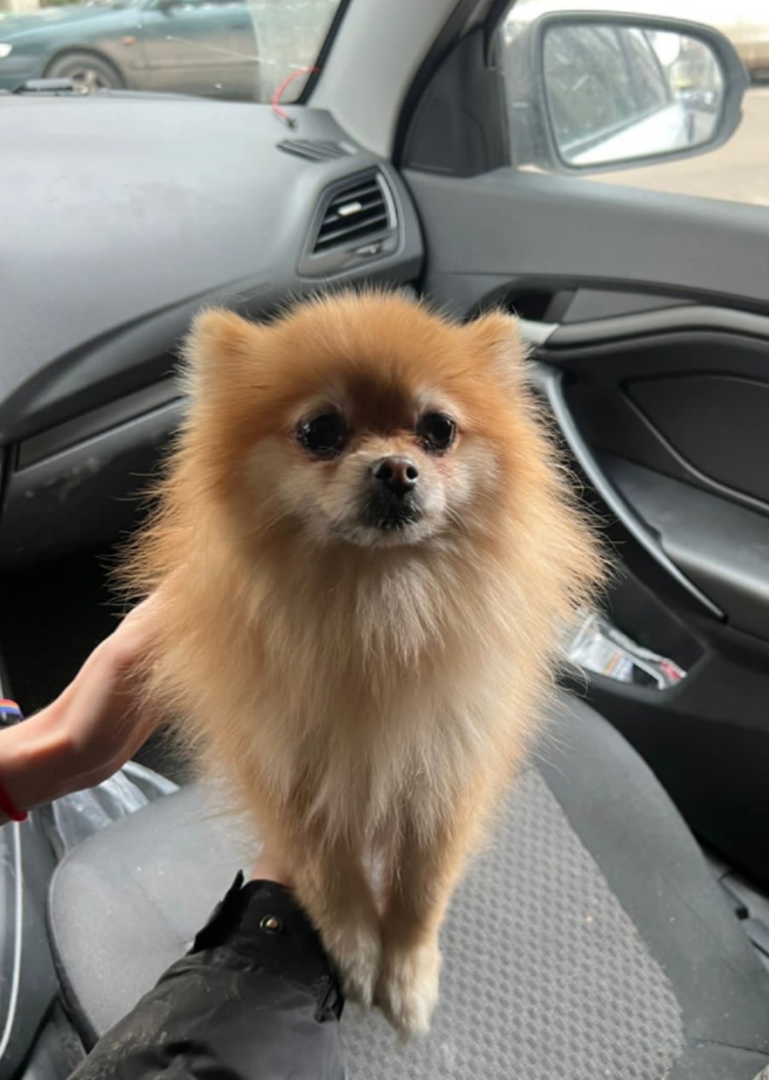 Найдена собака в Воронеже — фото объявления