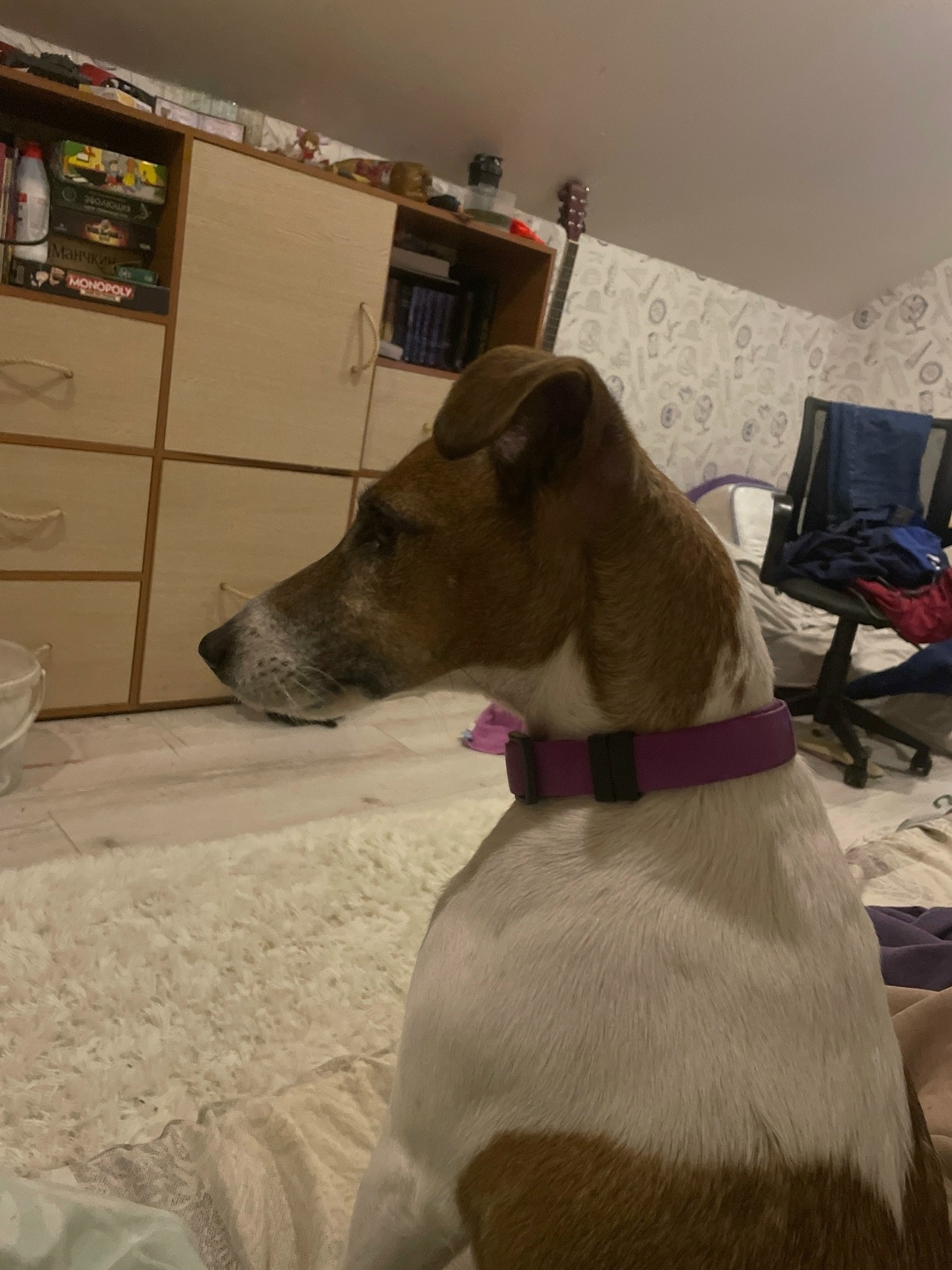 Найдена собака в Воронеже — фото объявления