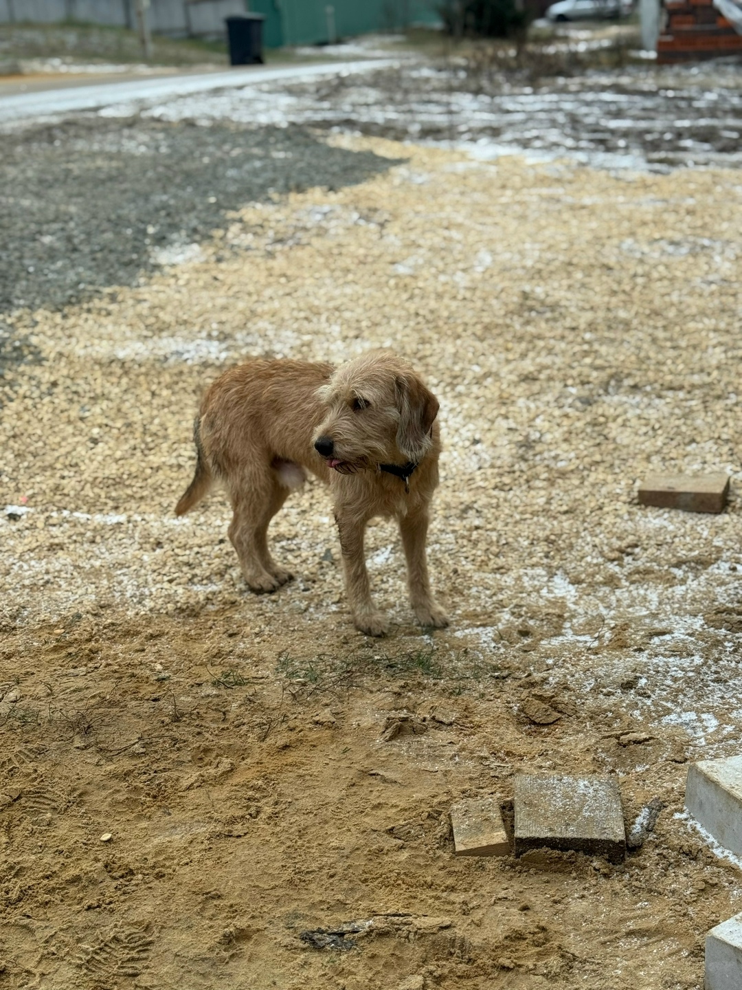Найдена собака в Воронеже — фото объявления