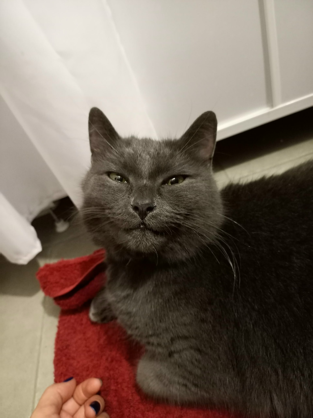 Найдена кошка в Воронеже — фото объявления