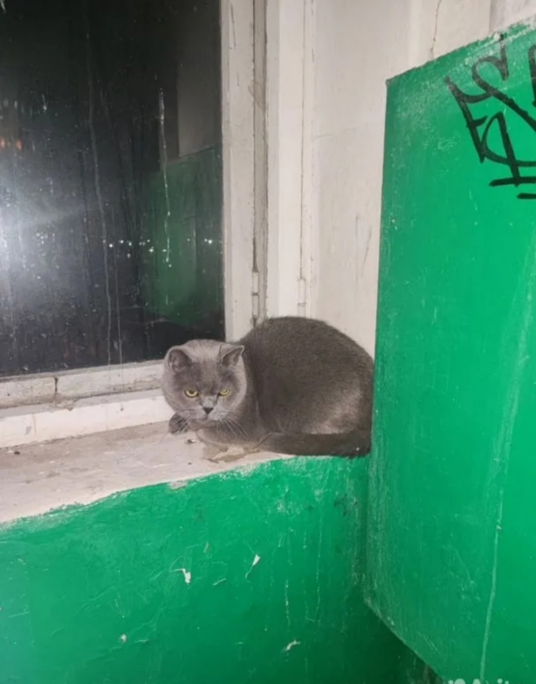 Найдена кошка в Воронеже — фото объявления