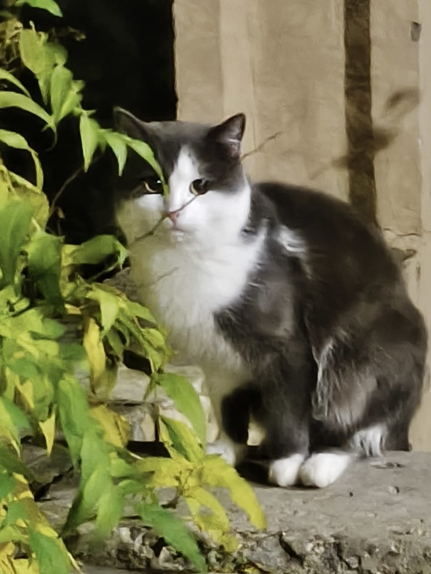 Найдена собака в Воронеже — фото объявления