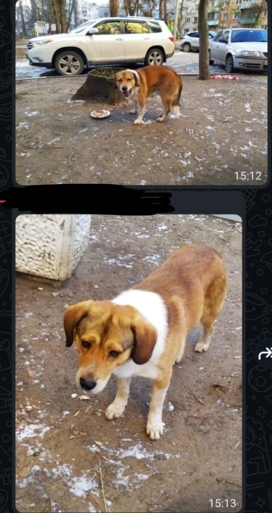 Найдена собака в Воронеже — фото объявления