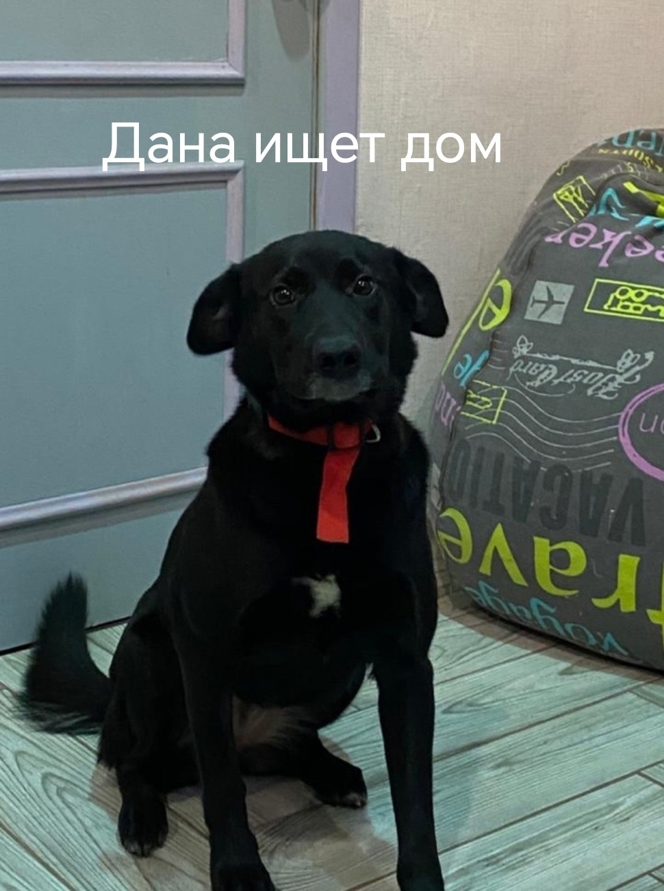 Найдена собака в Воронеже — фото объявления