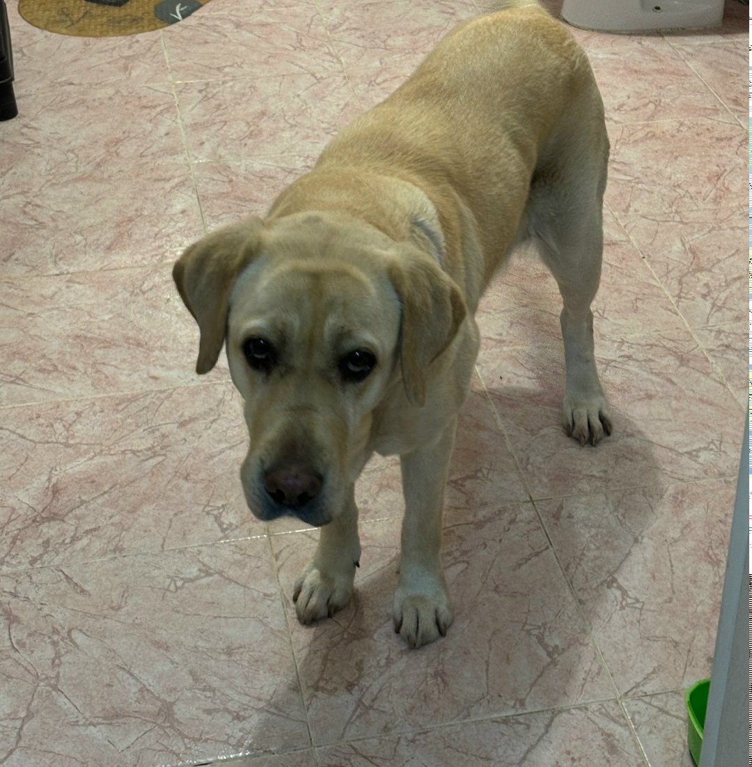 Пропала собака в Воронеже — фото объявления