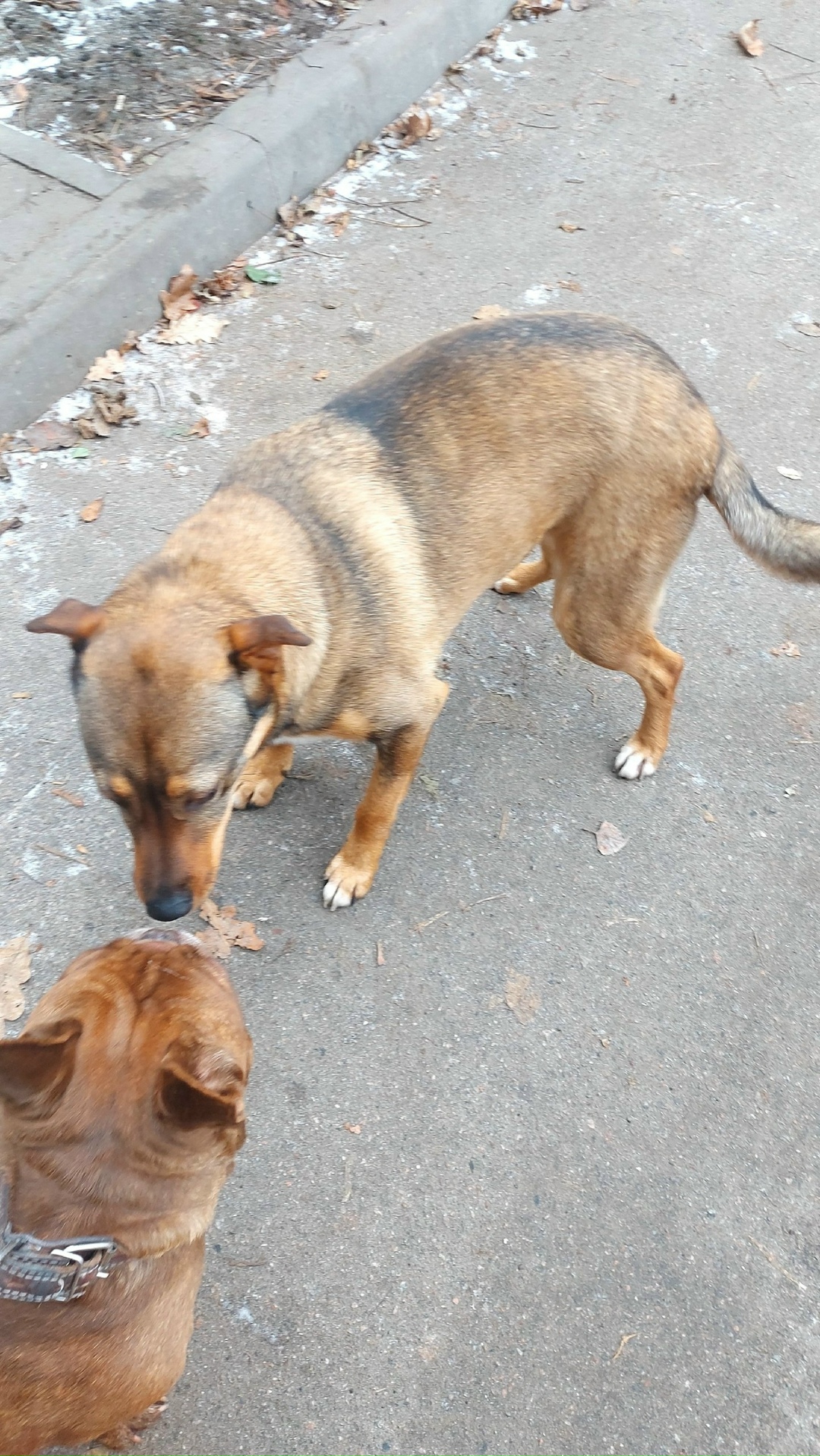 Пропала собака в Воронеже — фото объявления
