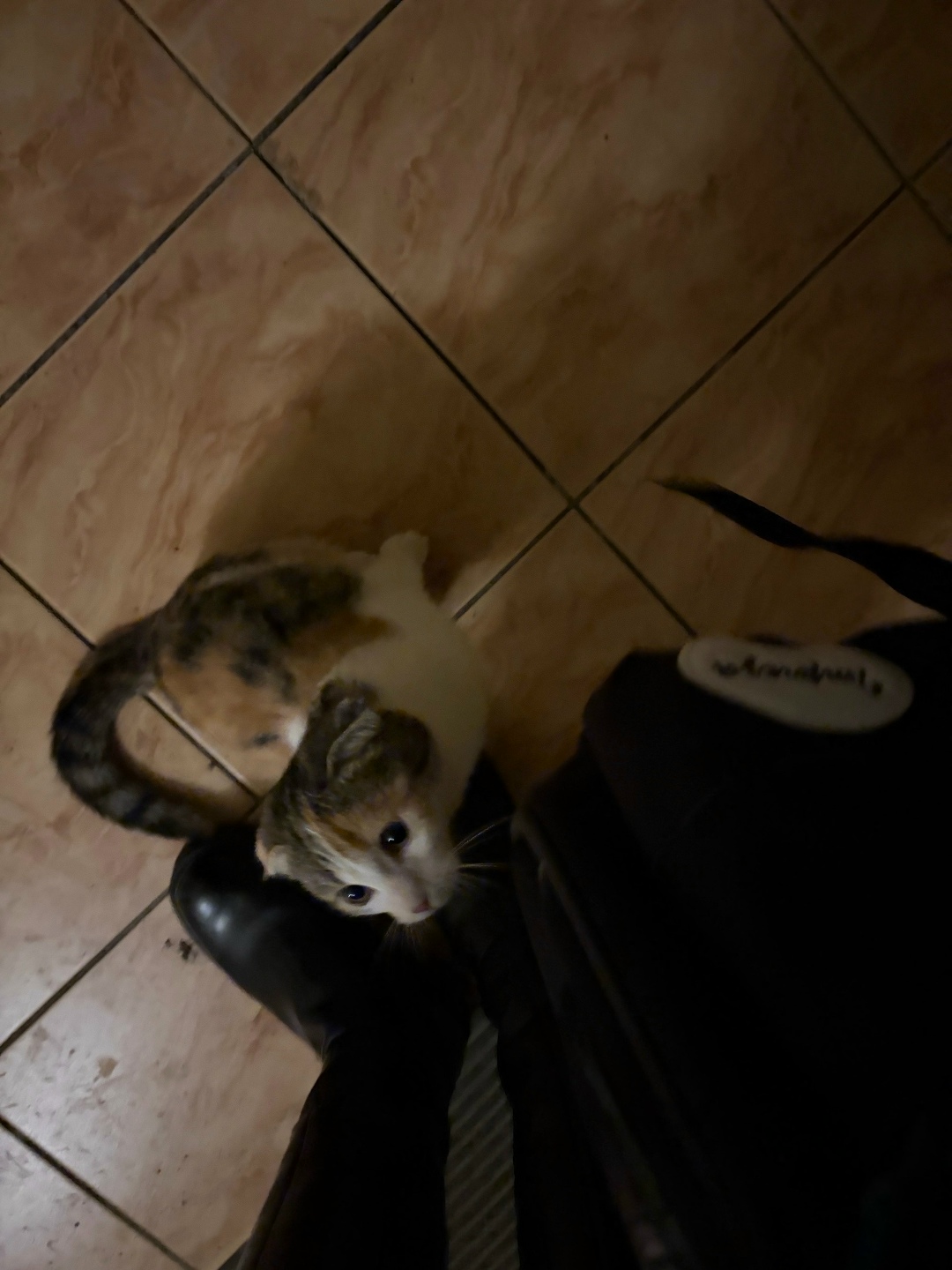 Найдена кошка в Воронеже — фото объявления