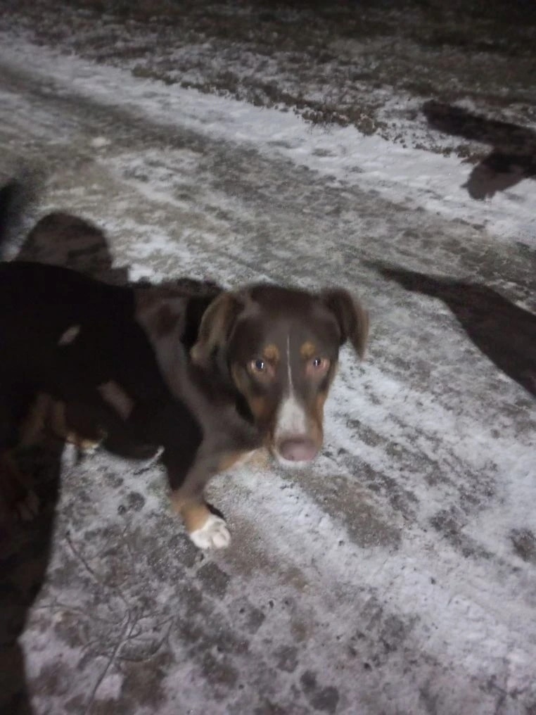 Найдена собака в Воронеже — фото объявления