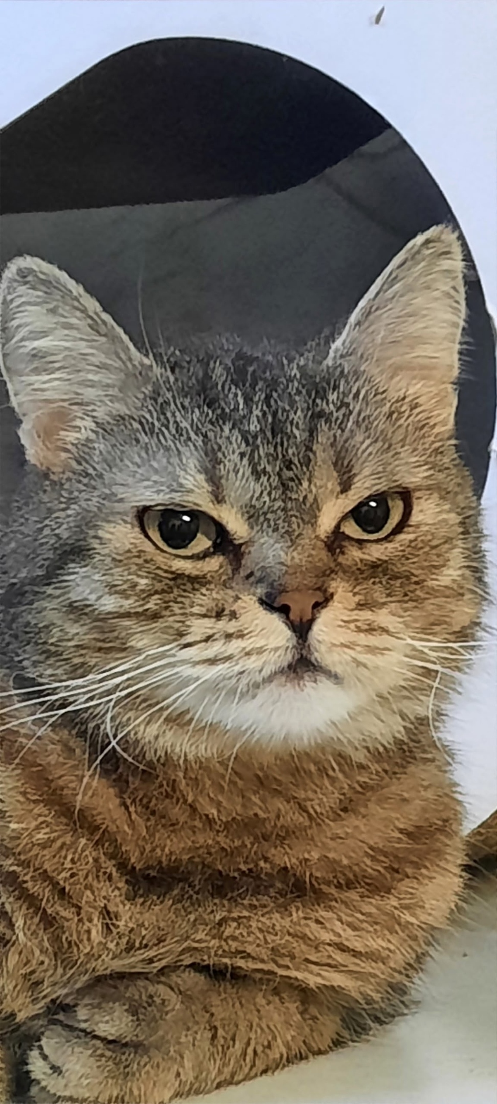 Найдена кошка в Воронеже — фото объявления