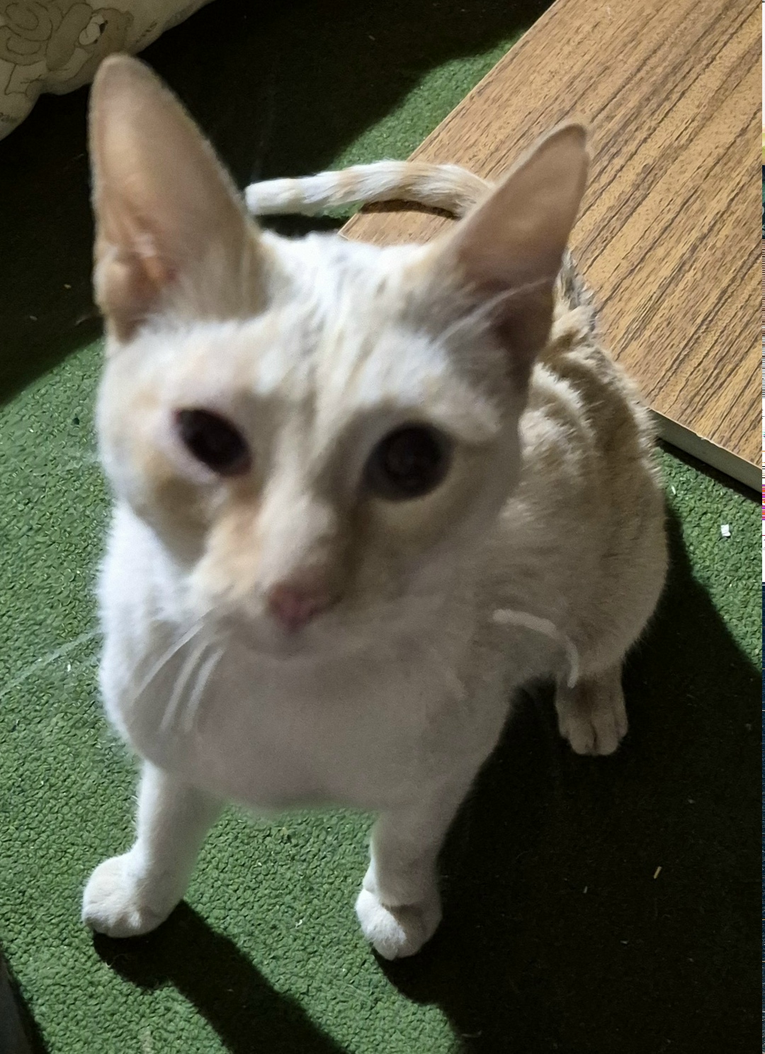 Найдена собака в Воронеже — фото объявления