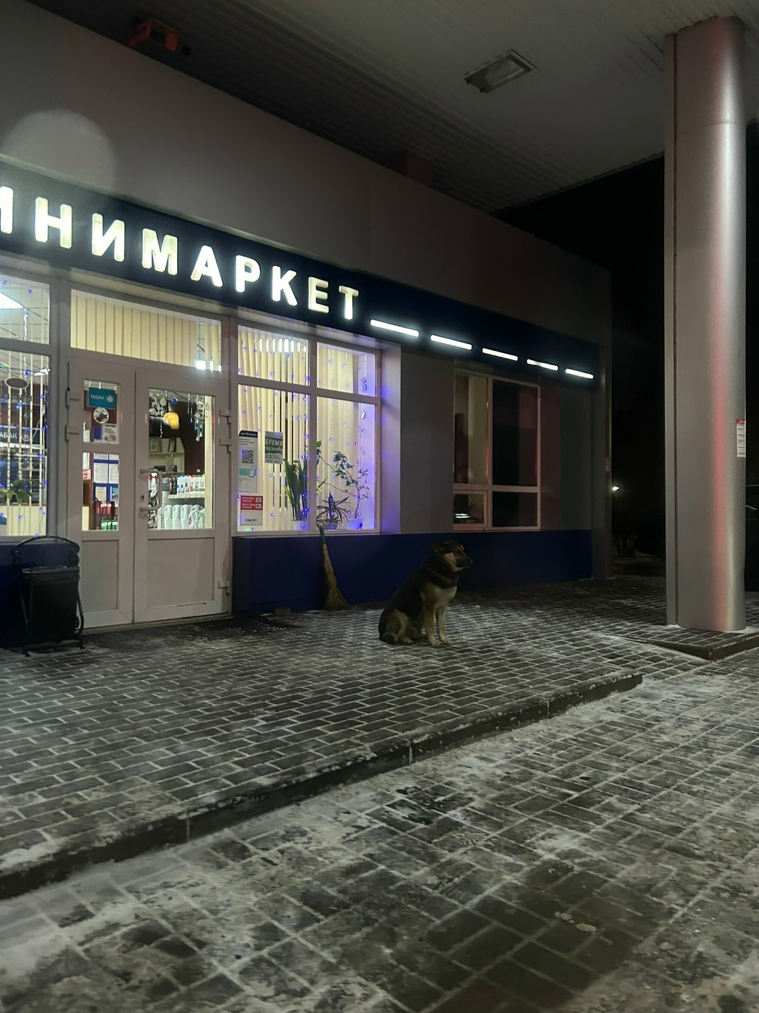 Пропала собака в Воронеже — фото объявления