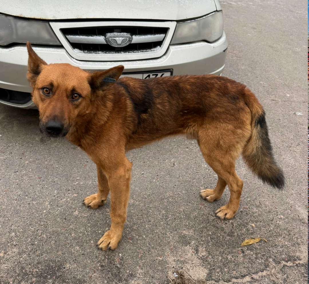 Пропала собака в Воронеже — фото объявления