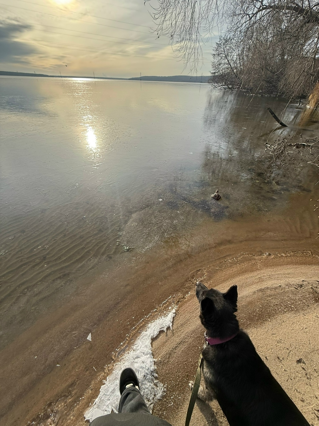 Пропала собака в Воронеже — фото объявления