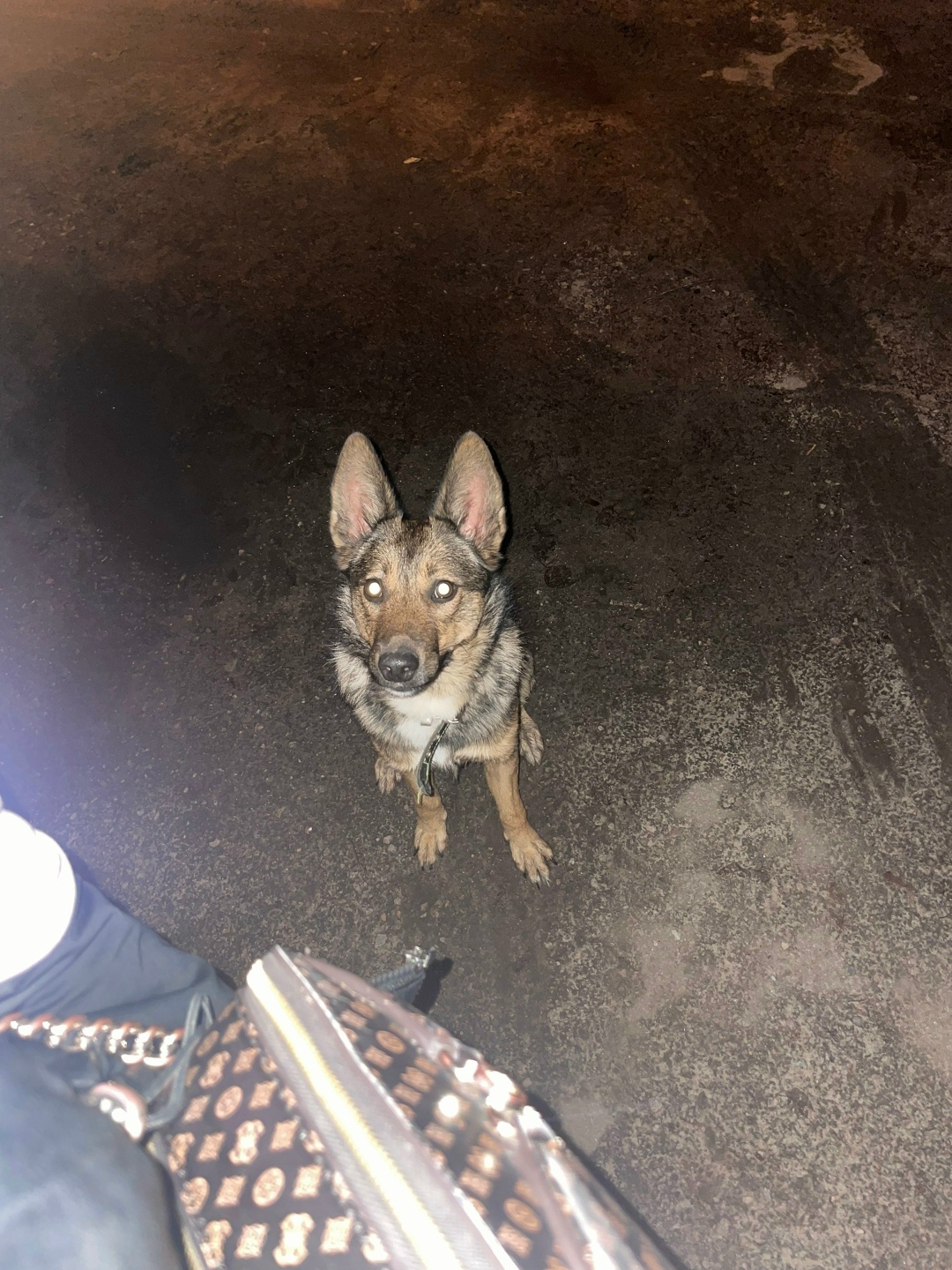 Пропала собака в Воронеже — фото объявления