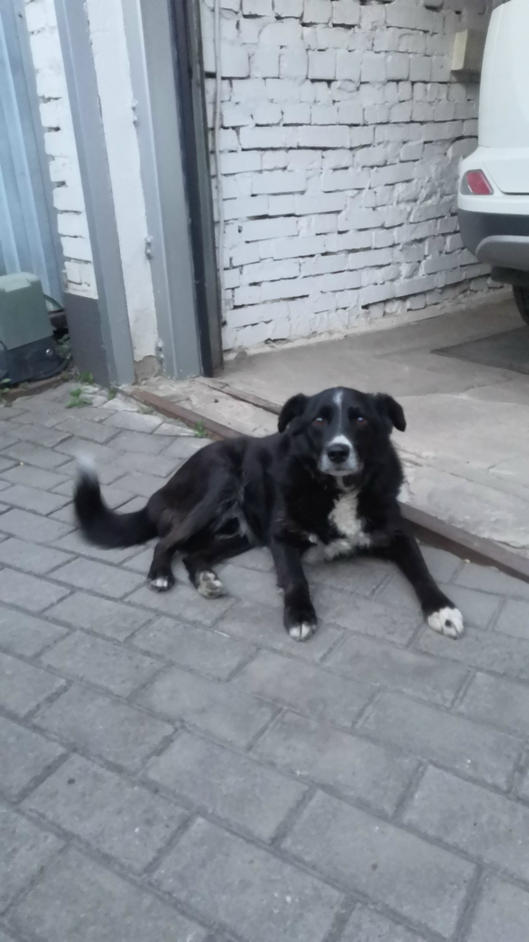 Пропала собака в Воронеже — фото объявления